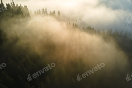 Preview: Aerial view of foggy evening over dark pine forest trees at bright sunset.