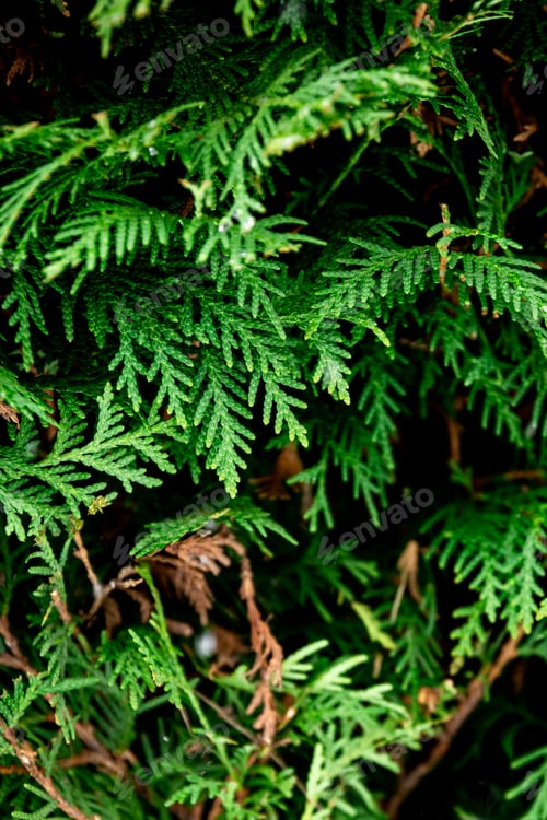 Preview: Green coniferous bush , thuja hedge texture close up.