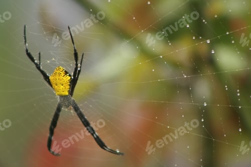 Preview: Yellow spider