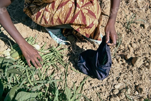 Preview: black woman farmer hands pick harvest grean beans and veggies from vegetable garden in summertime