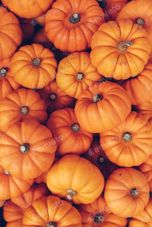 Preview: Many orange pumpkins. Halloween concept.