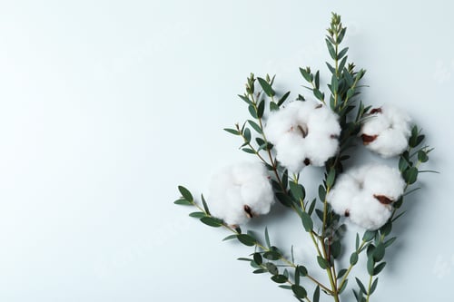 Preview: Cotton plant flowers and branch with leaves on white background
