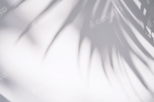Preview: Shadow of plam leave on white background
