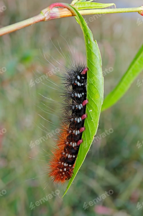 Preview: Hairy caterpillar on a leaf