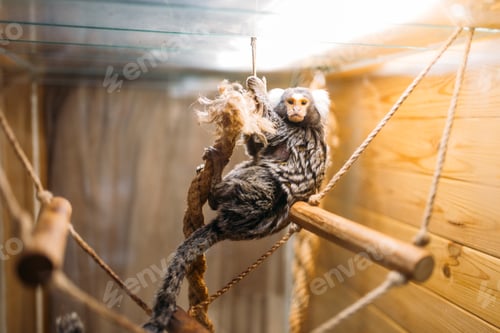 Preview: Exotic domestic animal, pet shop