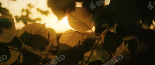 Vorschau: Warm sunset light shines through the foliage of tree in summer forest.