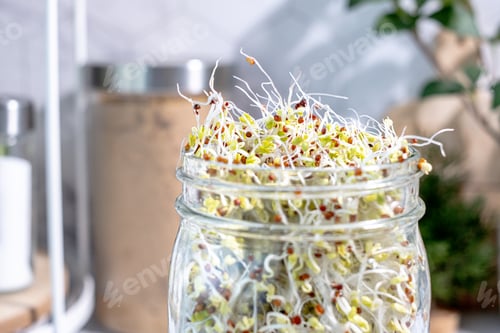 Preview: Close up sprout seed in the Manson jar for healthy eating and sustainable living.