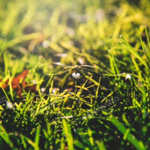 Preview: Closeup of grass flower with sun light