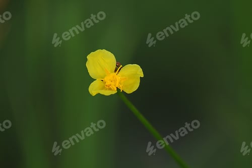 Preview: XYRIDACEAE in nature with yellow flowers.