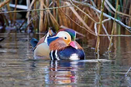 Preview: Mandarin duck (Aix galericulata)