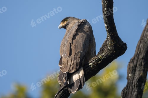 Preview: Closeup of a Crested Serpent Eagle (Spilornis cheela) perched on a tree branch