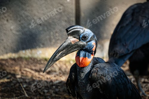 Preview: Close-up of a hornbill bird showcasing its vibrant beak and striking features under sunlight