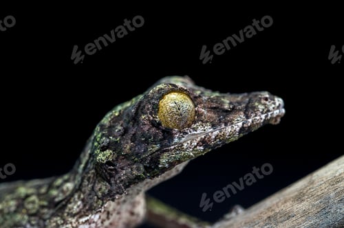Preview: Leaf Tailed Gecko isolated on black background