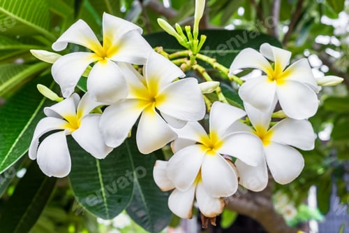 Preview: Plumeria,Frangipani,leelawadee,lantorm flower bloom