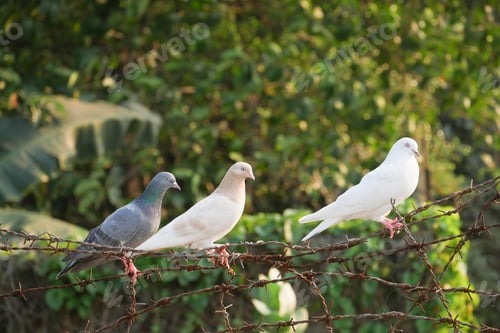 Preview: pigeon birds in nature in afternoon