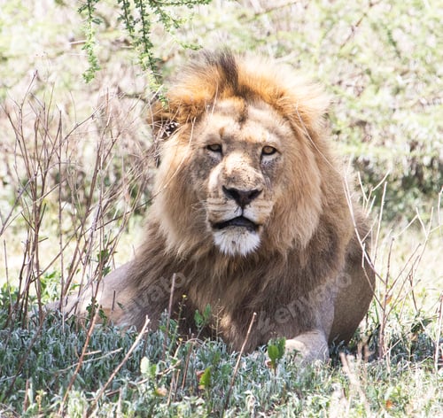 Preview: A Best wildlife destinations in the world