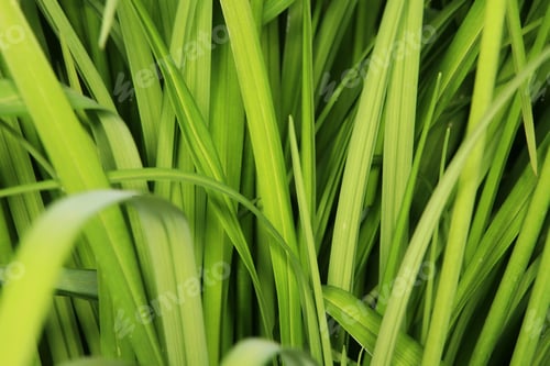 Preview: Close-up shot of grass meadow reflecting sunlight
