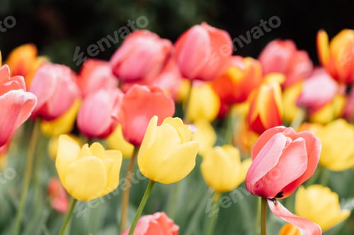 Preview: Natural spring background with bright and colorful tulip flowers field in park