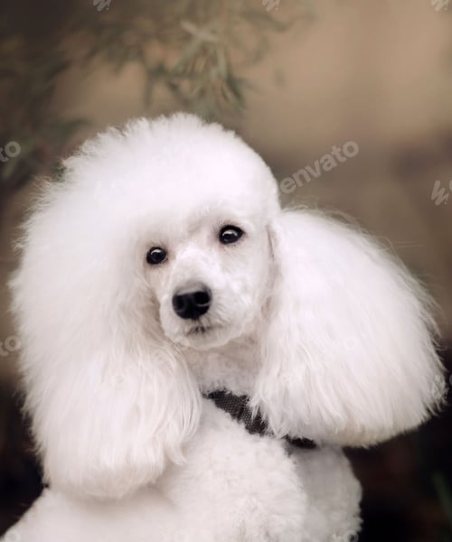 Preview: poodle, dog, puppy, pets, dogs