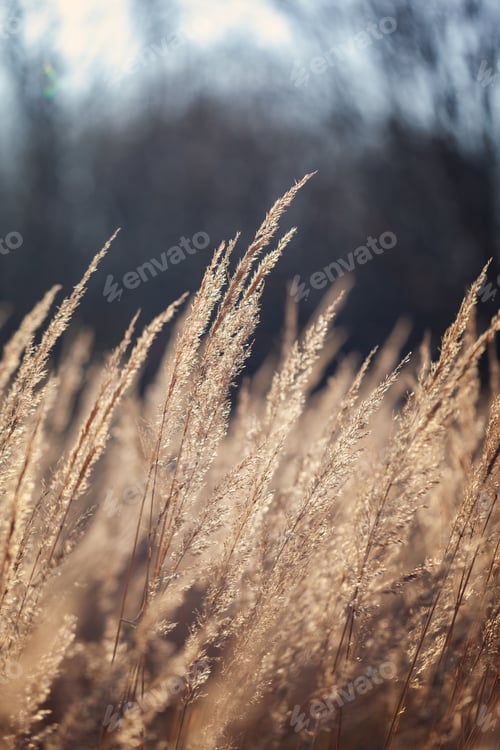 Preview: Abstract natural background of soft Pampas grass on a blurry dark bokeh.