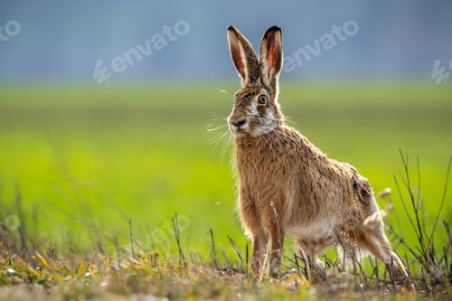 Preview: Fluffy brown hare in a lush green field