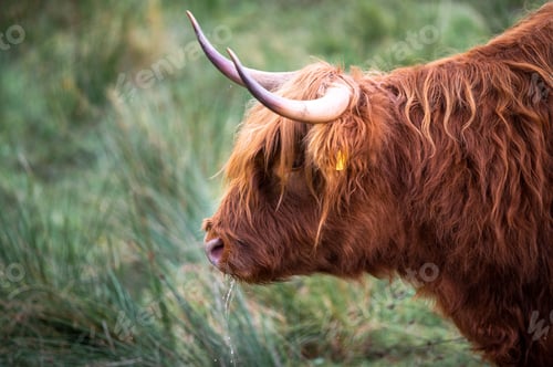Preview: a long haired Scottish oxen with horns sticking out of his head