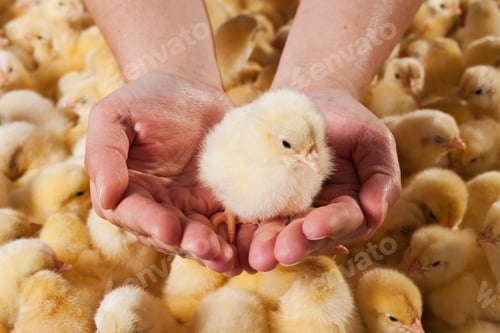 Preview: chick