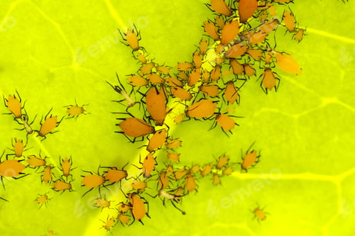 Preview: Milkweed aphids Aphis nerii on Stefanotis leaf