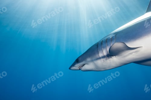 Preview: Underwater view of shortfin mako shark (Isurus oxyrinchus) swimming in sunbeam, West Coast, New