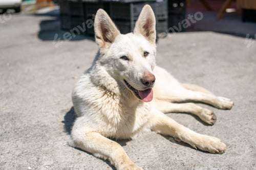 Preview: A white big kind stray dog is lying on the ground