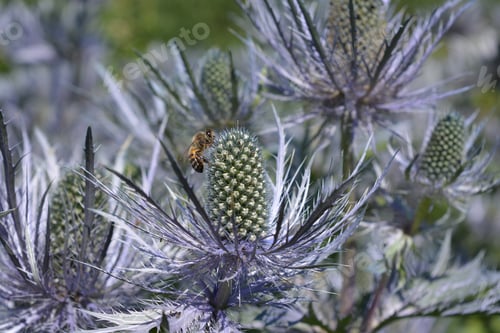 Preview: Bee collecting opollen from Eryngium flower