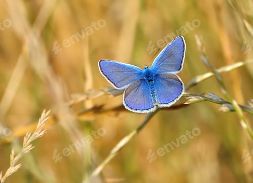Preview: Common Blue butterfly Polyommatus icarus on the grass