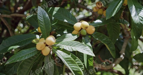 Preview: Medlar tree or loquat, ripening fruits in sunny spring day Masca Gorge and village. Tenerife, Canary