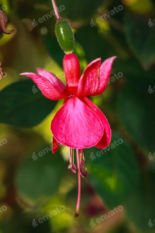 Preview: Vibrant Fuscia flower.