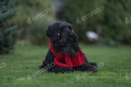 Preview: big black dog black russian terrier in red scarf on walk in park in autumn