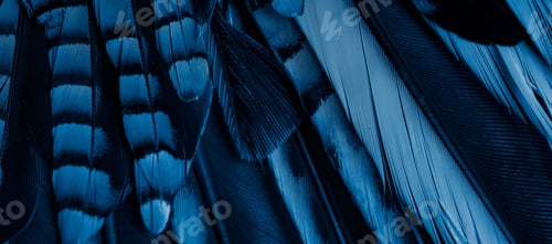 Preview: blue and black jay feathers. background or texture