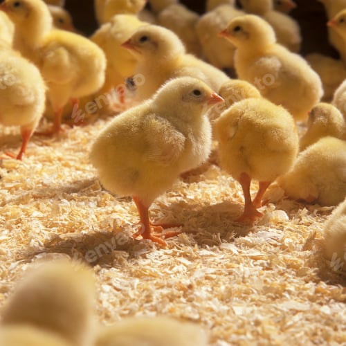 Preview: Group of of little chickens in a chicken farm indoors close up