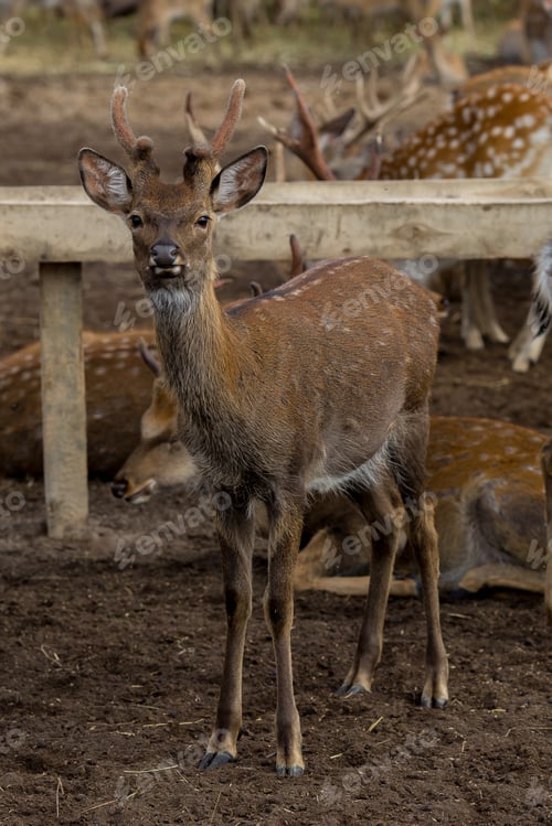 Preview: Ecofarm of wild deer and bambins in the forest