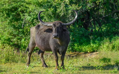 Preview: A wild Asian water buffalo with massive curved horns stands in open grassland