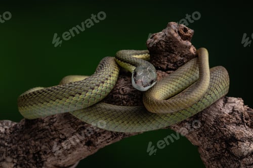 Preview: Baron Green Racer snake perched on a tree, against a dark backdrop