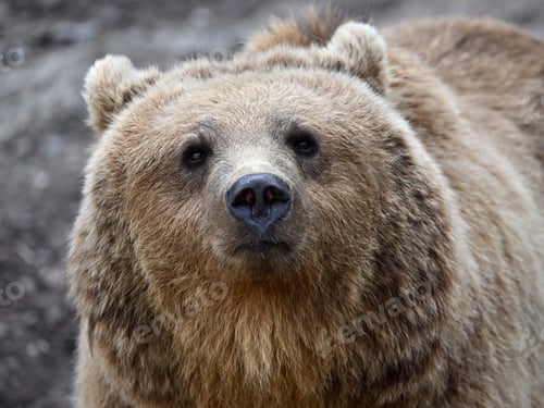 Preview: Brown bear (Ursus arctos)