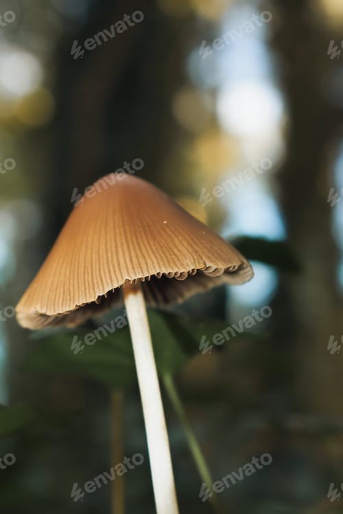 Preview: Mushroom closeup