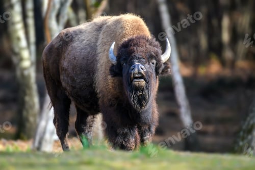 Preview: Wild adult Bison in the autumn forest. Wildlife scene from spring nature