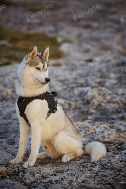 Preview: portrait of siberian husky at sunset time on mountaines
