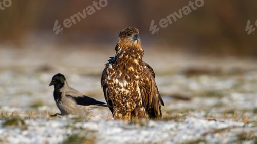 Preview: White-tailed eagle sitting on meadow in winter nature