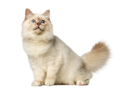 Preview: Birman sitting and looking up