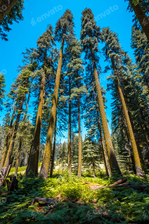 Preview: Sequoia National Park, the beautiful sequoias of the park, California