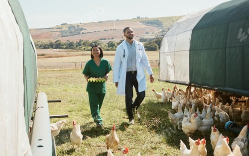 Preview: Farm, vet and chicken with a man and woman medicine team walking on land for agriculture or livesto