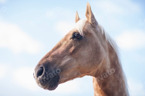 Preview: Low angle portrait of palomino horse