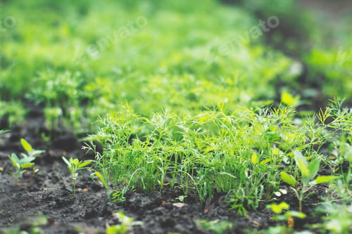 Preview: Greenery